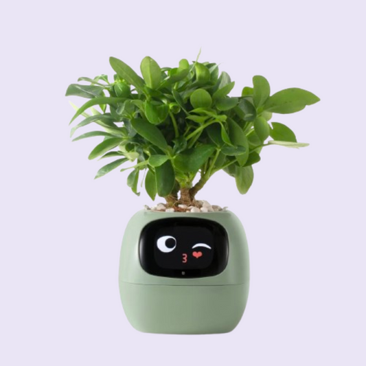 Aicheers SmartGrow AI Planter Pot🌱